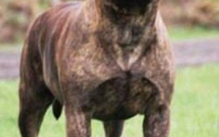 Bullmastiff 2